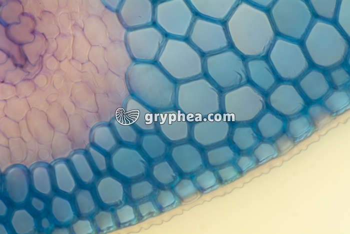 Feuille d'Oyat CT x100 - gryphea.com